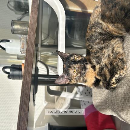 Foto 1/1 Slown Chat perdido en Brotte les luxeuil