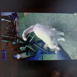 Foto de gato encontrado en Saint Maur