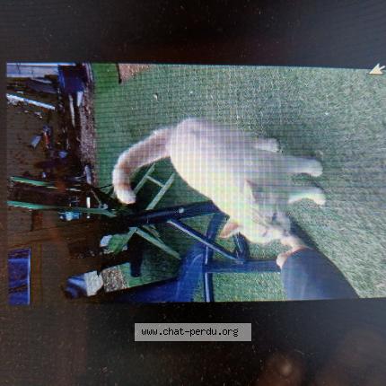 Foto 1/1 Gato encontrado Encontrado en Saint maur