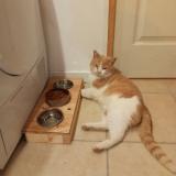 Foto del gato perdido en Castelnau De Medoc