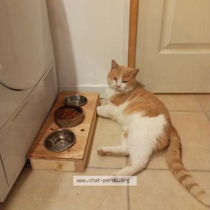 Foto 1/1 Tichat Chat perdido en Castelnau de medoc