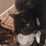 Foto del gato perdido en Tourcoing