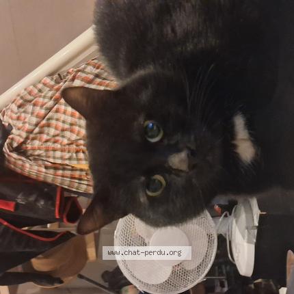 Foto 1/1 Attilrano Chat perdido en Tourcoing