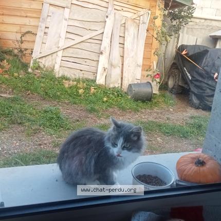 Foto 1/1 Gato encontrado Encontrado en 42140 grammond