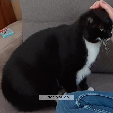 Foto 1/1 Chouchou Chat perdido en Troyes