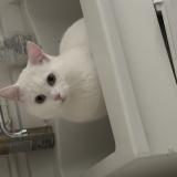 Foto del gato perdido en Clermont Ferrand