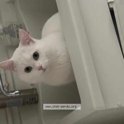 Foto 1/1 mimi Chat perdido en Clermont ferrand