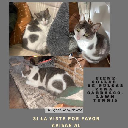 Foto 1/1 Palta Chat perdido en Montevideo