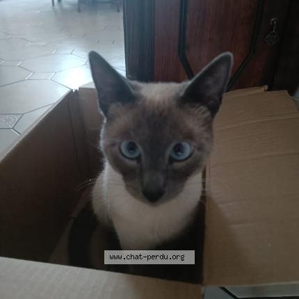 Foto 1/1 Ramsess Chat perdido en Bruxelles