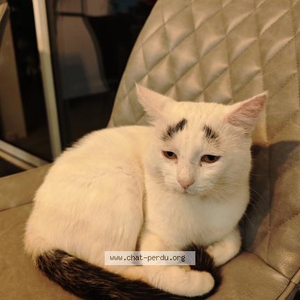 Foto 1/1 Sourcil Rasta Chat perdido en Anglet