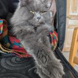 Foto del gato perdido en Corbie