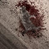 Foto de gato encontrado en Chaintreaux