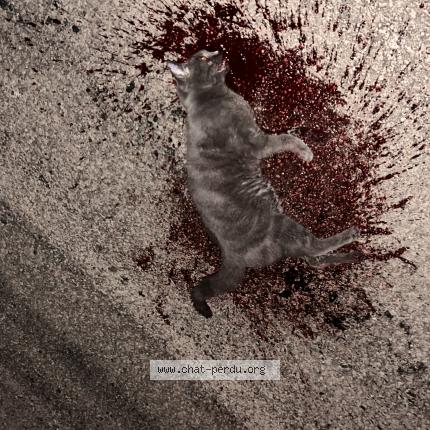 Foto 1/1 Gato encontrado Encontrado en Chaintreaux