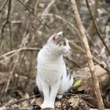 Foto del gato perdido en Cognin