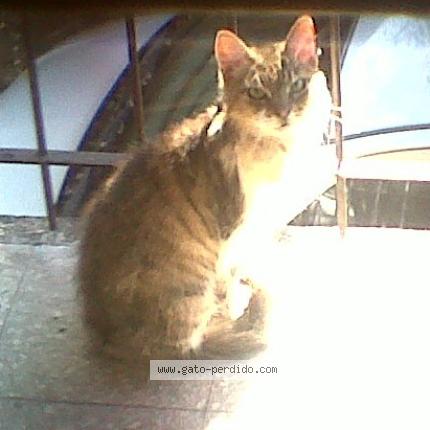 Foto 1/1 Darli Chat perdido en Talar de pacheco tigre