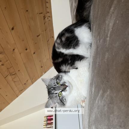 Foto 1/1 Gato encontrado Perdido en Plouha