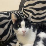 Foto del gato perdido en Biganos