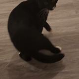 Foto de gato encontrado en Sannois