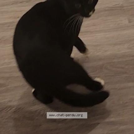 Foto 1/1 Gato encontrado Encontrado en Sannois