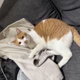 Foto de gato encontrado en Colombes