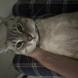 Foto del gato perdido en Roussillon