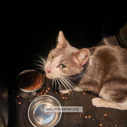 Foto 1/1 Gato encontrado Encontrado en Paris