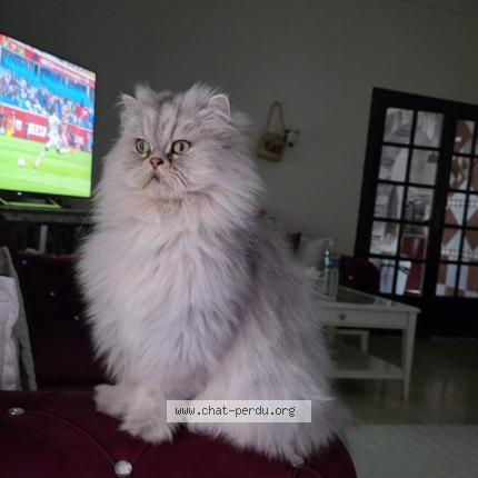 Foto 1/1 Shems Chat perdido en Goussainville