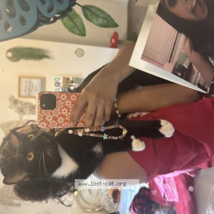 Foto 1/1 Boots Chat perdido en New braunfels