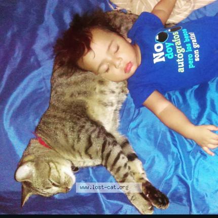 Foto 1/1 Toby Chat perdido en Hendersonville