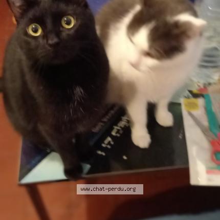 Foto 1/1 Venom Chat perdido en Vieux berquin