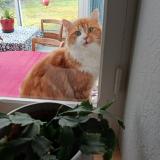 Foto del gato perdido en Saint Andre