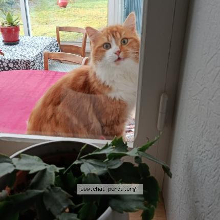 Foto 1/1 Malou Chat perdido en Saint andre