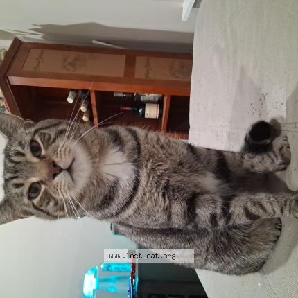 Foto 1/1 Blurpy Chat perdido en Rochester