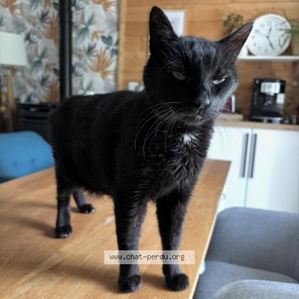 Foto 1/1 Marley Chat perdido en Belesta