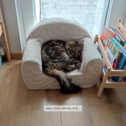 Foto 1/1 Sheldon Chat perdido en Bazoches sur le betz