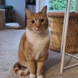 Foto de gato encontrado en Ermont