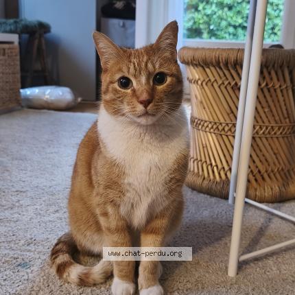 Foto 1/1 Gato encontrado Encontrado en Ermont