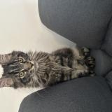 Foto del gato perdido en Marseille