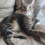 Foto del gato perdido en Verrieres Le Buisson