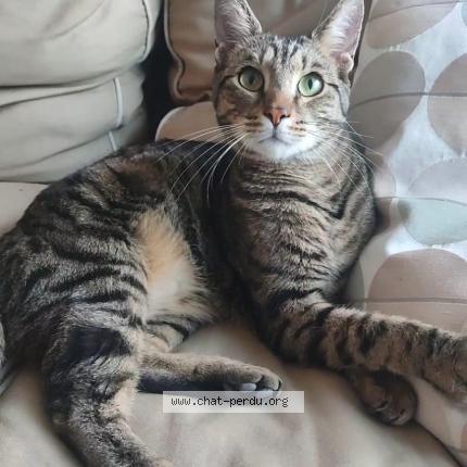 Foto 1/1 Uno Chat perdido en Verrieres le buisson