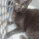 Foto del gato perdido en Tourcoing