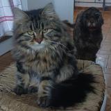 Foto del gato perdido en Cleguerec