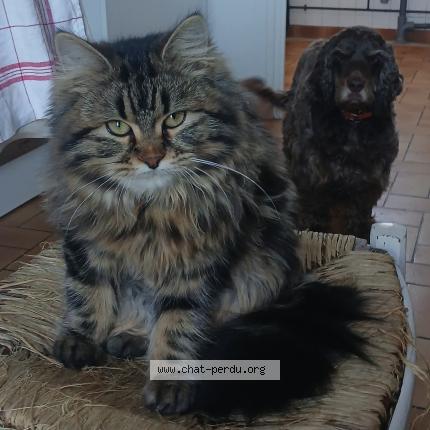 Foto 1/1 Artemis Chat perdido en Cleguerec