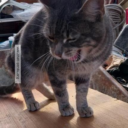 Foto 1/3 Gato encontrado Encontrado en Saligny