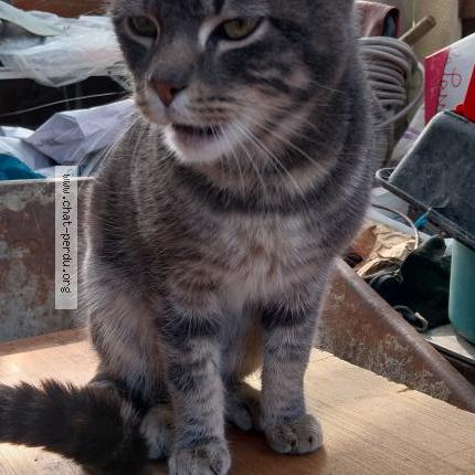 Foto 2/3 Gato encontrado Encontrado en Saligny