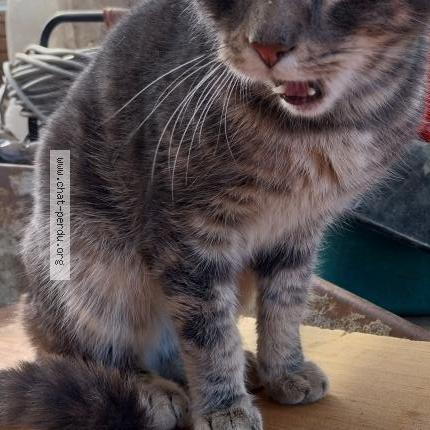 Foto 3/3 Gato encontrado Encontrado en Saligny