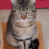 Foto de gato encontrado en Smarves