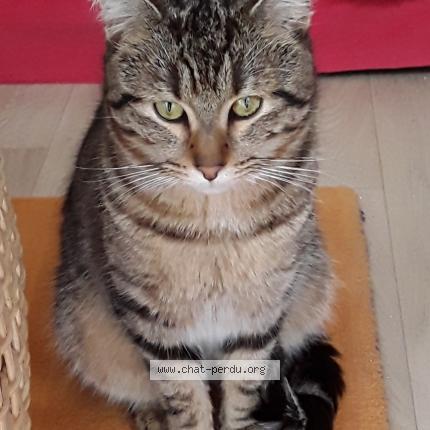 Foto 1/1 Gato encontrado Encontrado en Smarves