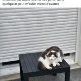 Foto del gato perdido en 07800 Saint Georges Les Bains