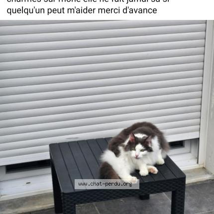 Foto 1/1 Ninette Chat perdido en 07800 saint georges les bains